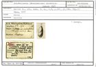Karteikarte zum Holotyp von Cristellaria (Marginulina) mirabilis Karrer, 1877